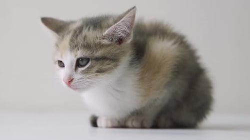A Cute Kitten Licks Its Lips and Yawns Funny