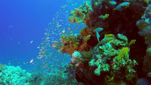 Underwater Glassfish with Blue Water Background