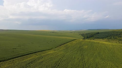 Aerial Landscape View of Green Cultivated Agricultural Fields with Growing Crops on Bright Summer