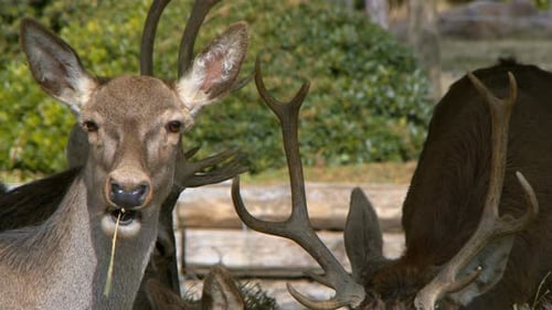 Säugetiertier Hirsch füttern 1