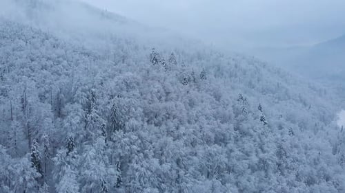 Aerial shot: spruce and pine winter forest completely covered by snow.