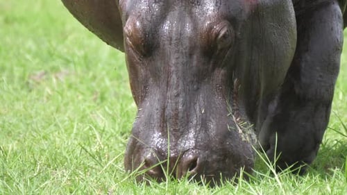 Close up from a wet Hippo grazing
