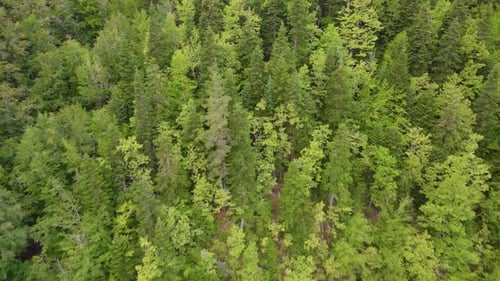 green forest, pine trees, drone is flying on the trees, deep forest and wild life