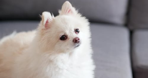 Adorable White Dog Posing on Gray Couch