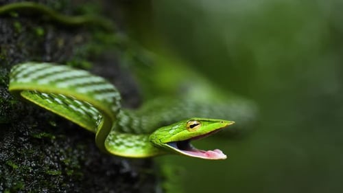 Une couleuvre verte ouvre la bouche pour attaquer alors qu'elle se trouve sur une écorce d'arbre recouverte de mousse.
