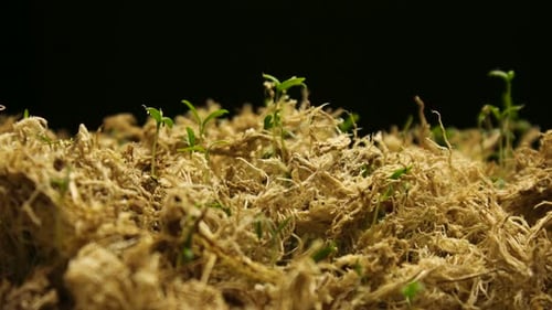 Sprout Plants