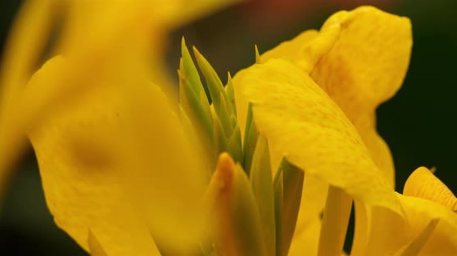 Cover for Canna or canna lily, family Cannaceae.