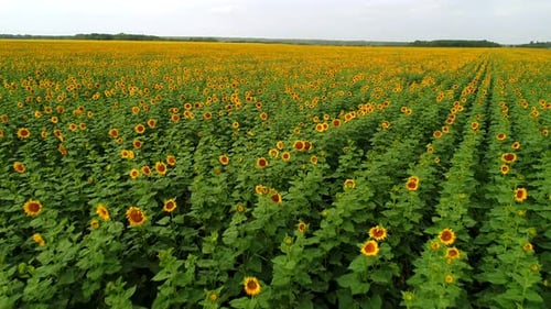 Large Field of Young Yellow Sunflowers Aerial View