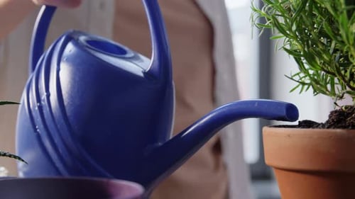 Watering Green Plants in Pots at Home