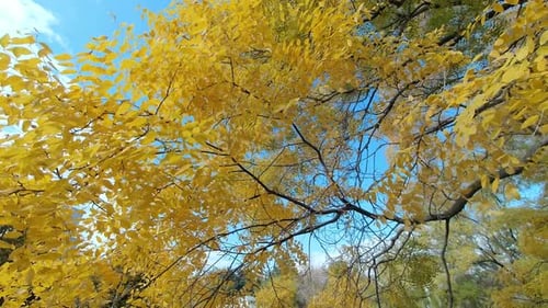 Vibrant Yellow Tree Leaves Against Blue Sky