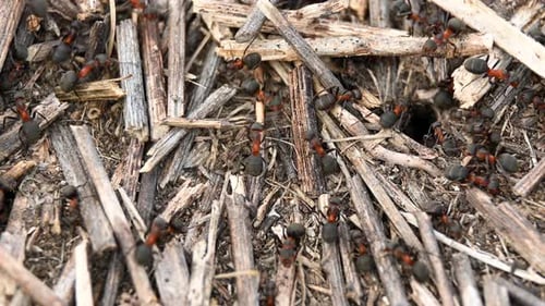 Ants Are Working in an Anthill, Close-up View. Insects Next To a Man