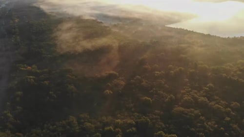Aerial View of Forest at Sunrise or Sunset