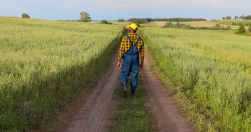 The Farmer Inspects the Harvest in the Wheat Field