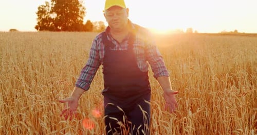 The Farmer Inspects the Harvest in the Wheat Field