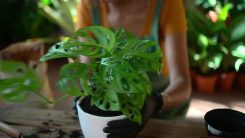 Home and Plant View of Woman Gardener is Engaged in Hobby in Living Room at Home Spbd