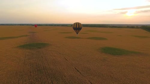 Hot Air Balloons Flying Over Golden Field at Sunset