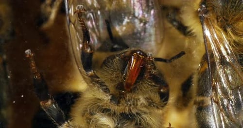 European Honey Bee, apis mellifera