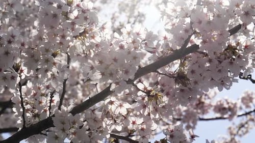 Cherry Blossom