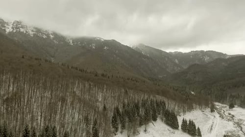 Winter Forest
