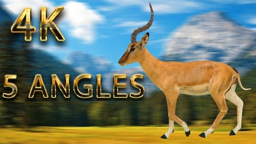 Impala geht aus 5 verschiedenen Blickwinkeln