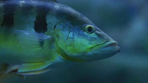 Close up of a fish swimming