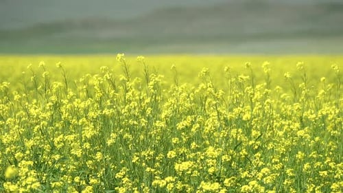 Yellow Blooming Canola Flower Field
