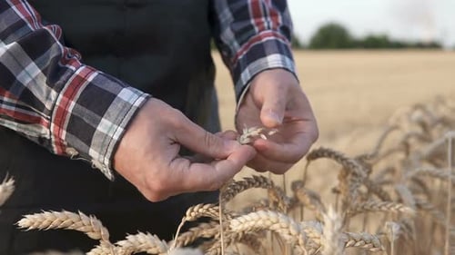 The farmer holds golden ears of wheat in his hand in a wheat field, harvest time.