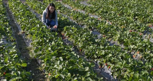 Woman picking strawberry in the field