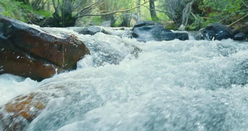 Rapid Water Flows Between Wet Stones in Wooden Forest with Lavish Green Trees