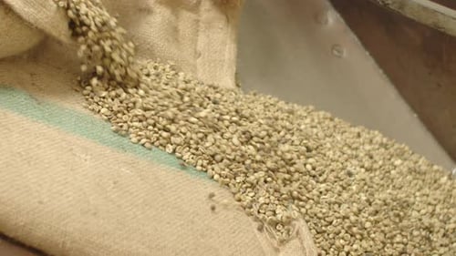 Coffee Beans Poured Into Burlap Sack Close Up