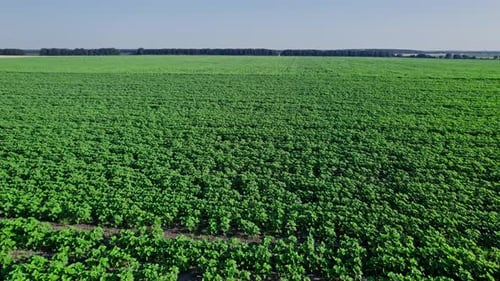 Fileiras de plantas jovens de girassol verdes no campo