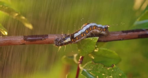 Caterpillar On Branch in Rain Close Up