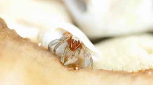 Tiny Hermit Crab Eat