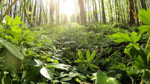 Herbaceous Thickets In The Forest In Early Spring In The Forest