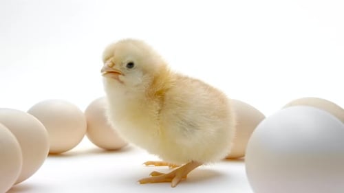 Tiny Newborn Chick Standing Among Eggs