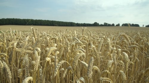Wheat Field