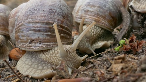 Snails Moving Slowly on the Ground, Close Up