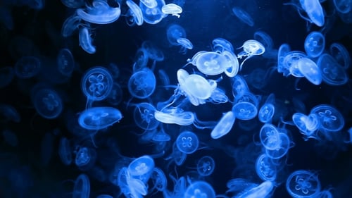 Quallen Unterwasser-Hintergrund