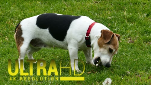 Dog Plays on a Green Meadow