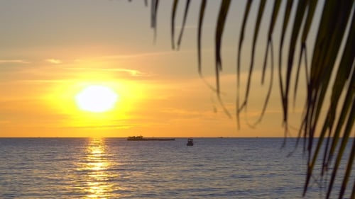 Sonnenuntergang an einem tropischen Strand durch die Zweige einer Palme