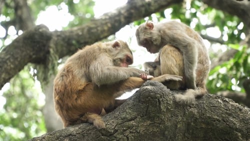 Monkeys Grooming on a Tree Branch in the Forest