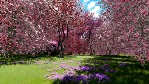 Flowering Cherry Trees