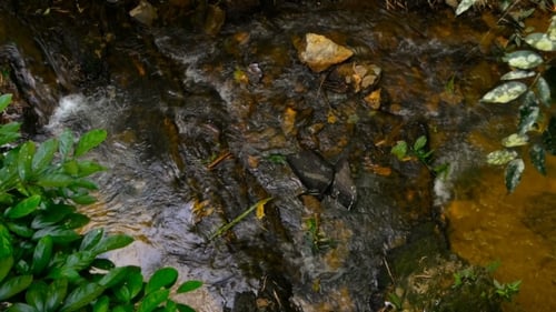 The Flow of Water in the Sunny Forest