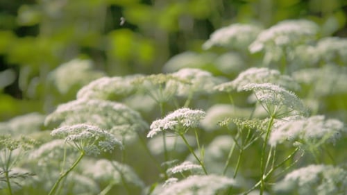 Field of White Flowers and Greenery in Daylight
