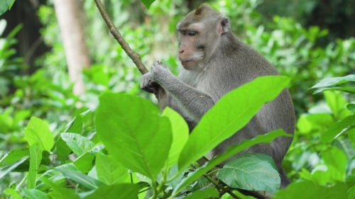 Monkeys in the Forest in Bali