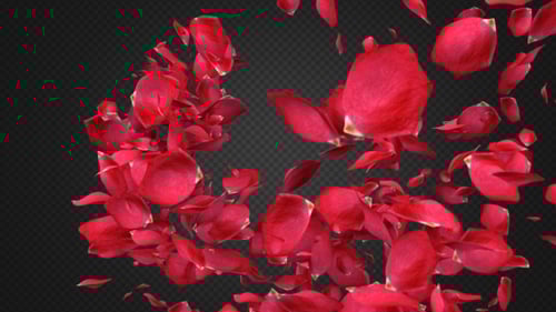 Animated Red Rose Petals Transitions and Overlays