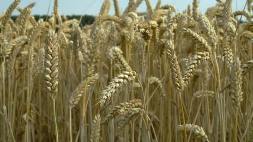 Wheat Gently Moving