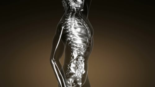 X-Ray Style Human Body Scan with Glowing Organs