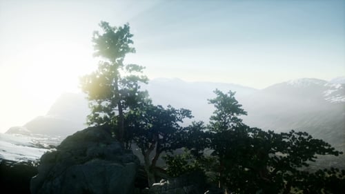 Sun Beams Through Trees