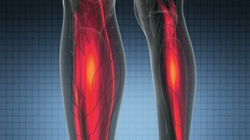 Human Body Muscle System Anatomy Activation Loop